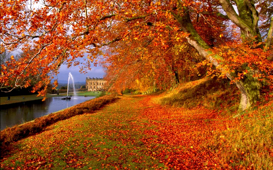 Autumn wallpaper and trees and leaves on the sidewalk for mobile