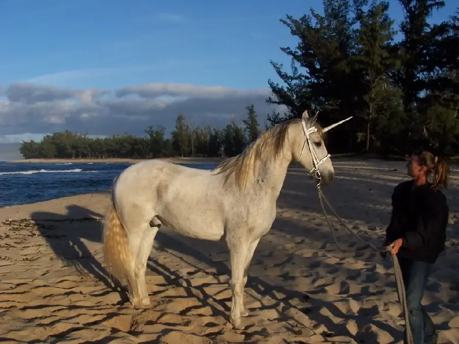 Beautiful and high-quality background of a unicorn in the desert