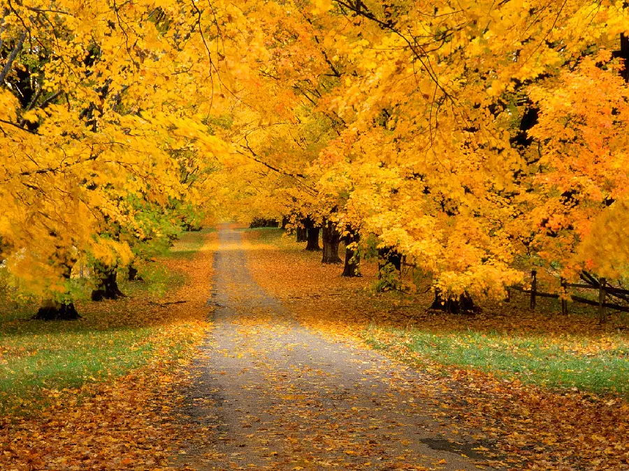 Autumn girly stylish profile picture for WhatsApp and Telegram