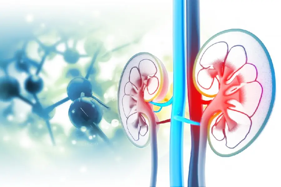 Human Kidneys Wallpaper for Doctors Laptop