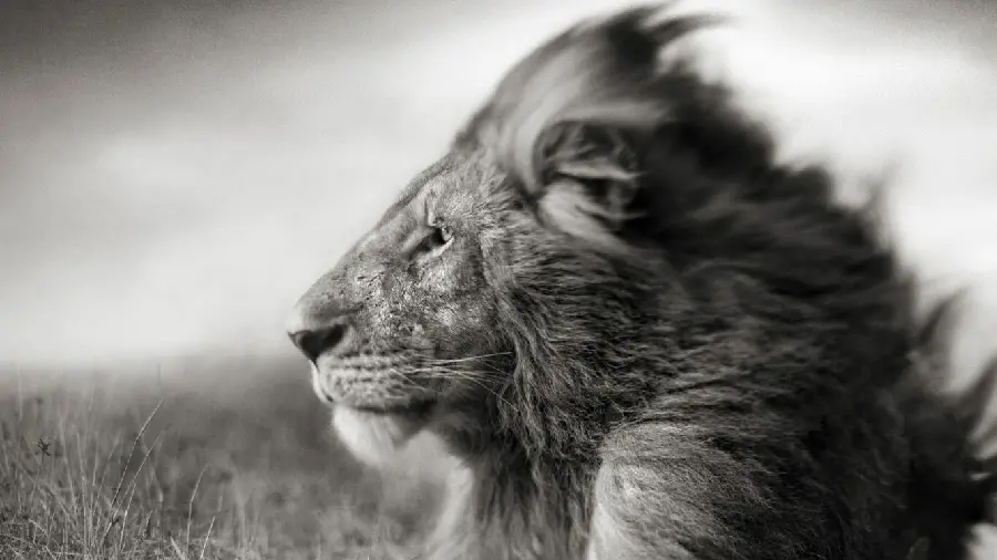Very attractive wallpaper of a male lion's profile