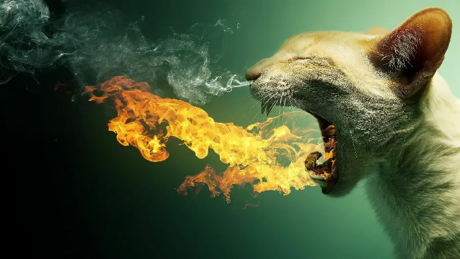 Interesting and funny photo of fire coming out of a cat's mouth