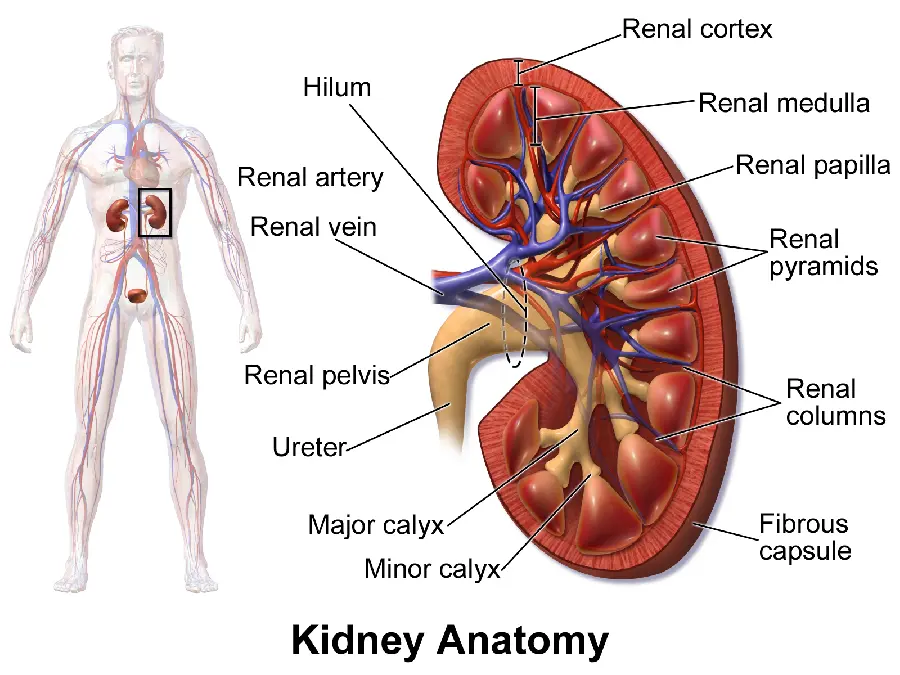 Images of human kidney anatomy
