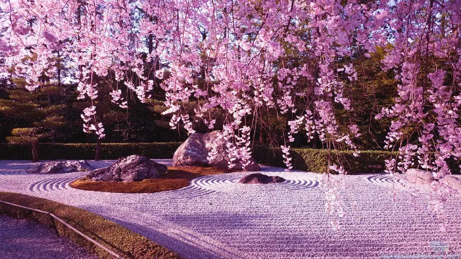 Beautiful photo of cherry blossoms in a park in Tokyo, Japan