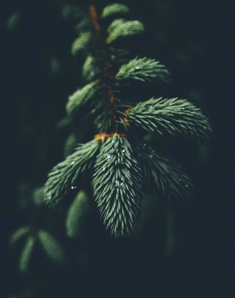 Beautiful photo of pine tree leaves and fruit for iPhone background and background