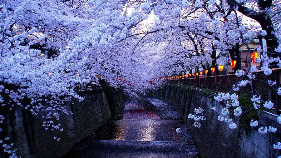 Beautiful cherry blossom tree in Tokyo