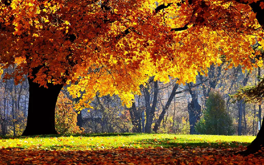 Autumn photo without text for girls and boys' profiles