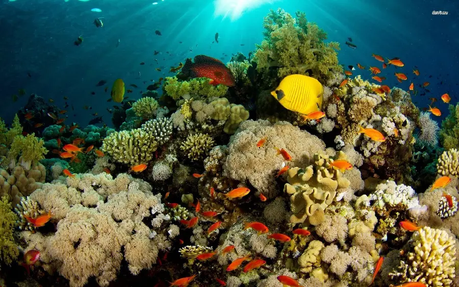 Blue coral reef in the deep blue sea