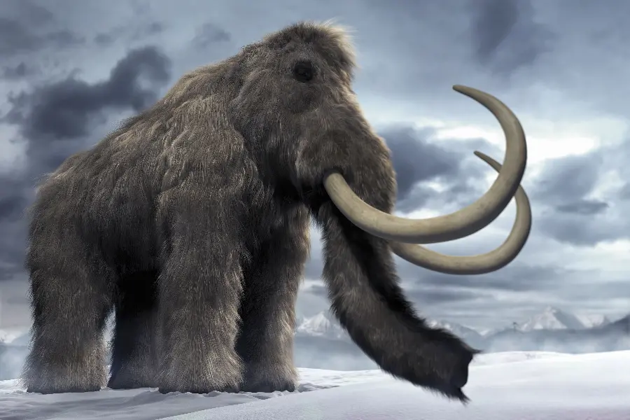 Photo of a tall, black-eyed mammoth abandoned in the snowy air