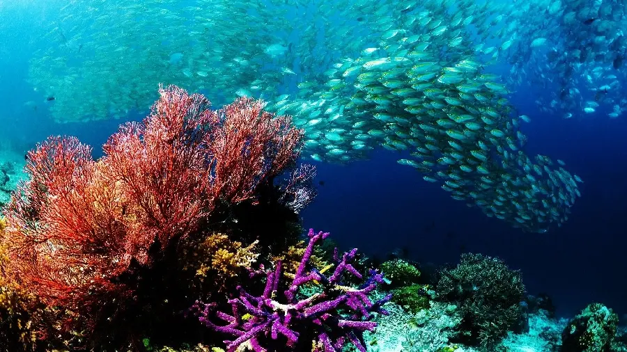 High-quality coral reef next to the waves of fish 