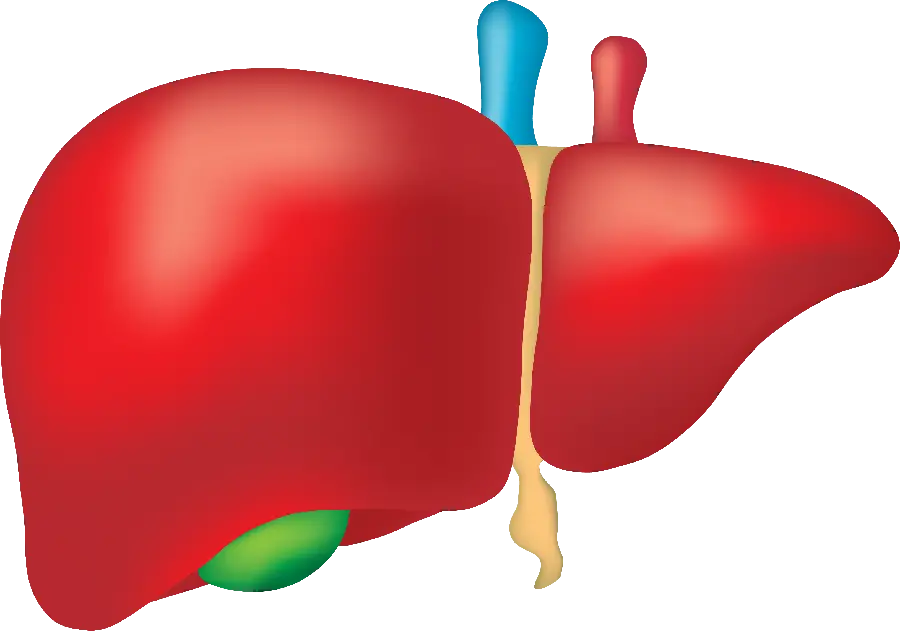 Photo of human liver for use in scientific articles