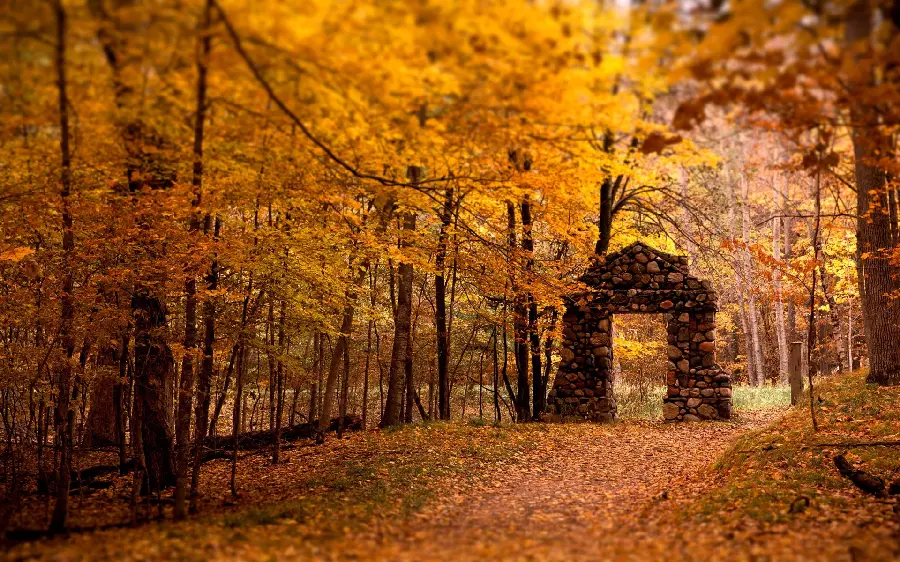 Autumn photo and beautiful image of spectacular autumn scenery in the forest with beautiful trees
