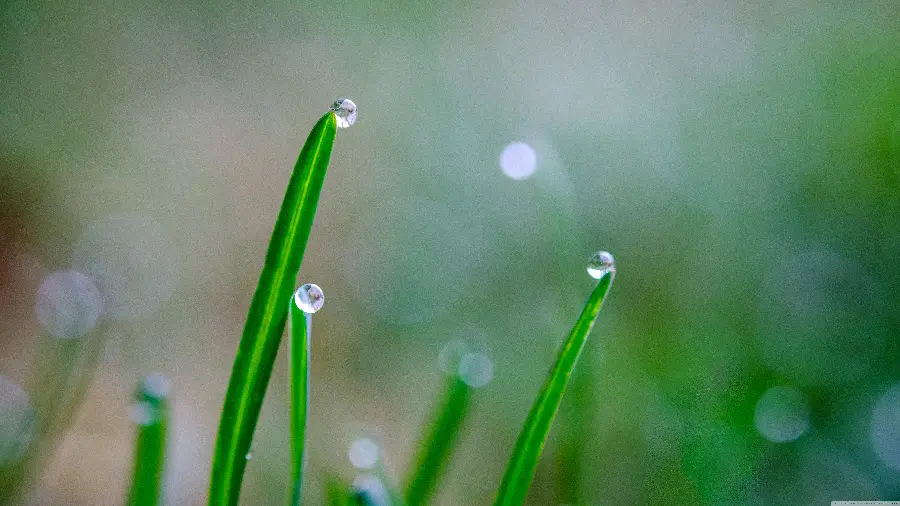 Raindrops and dew on a plant in macro