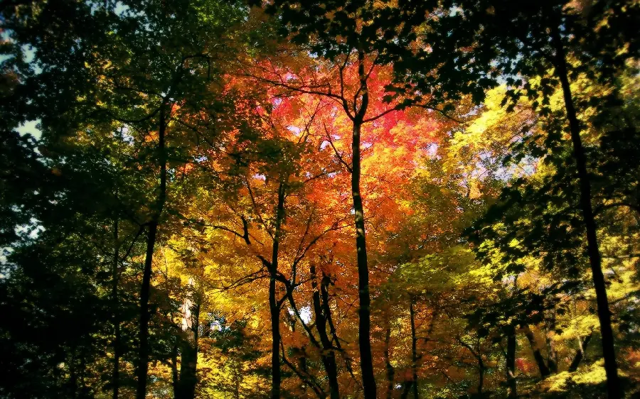 Beautiful autumn image for use on the computer screen