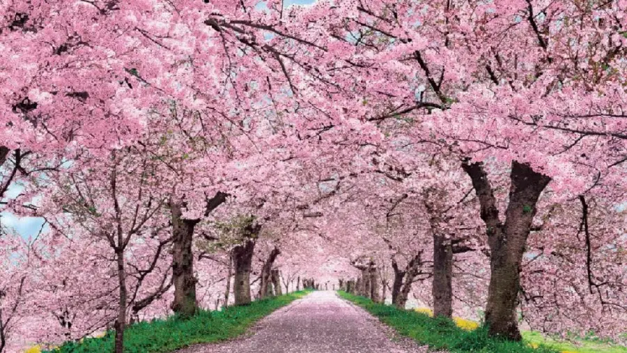 Cherry Blossoms Wallpaper in Spring for Background and Mobile Background