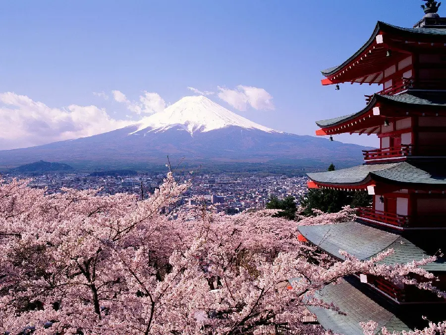 Photo of spring cherry blossoms with beautiful Mount Fiji in Japan
