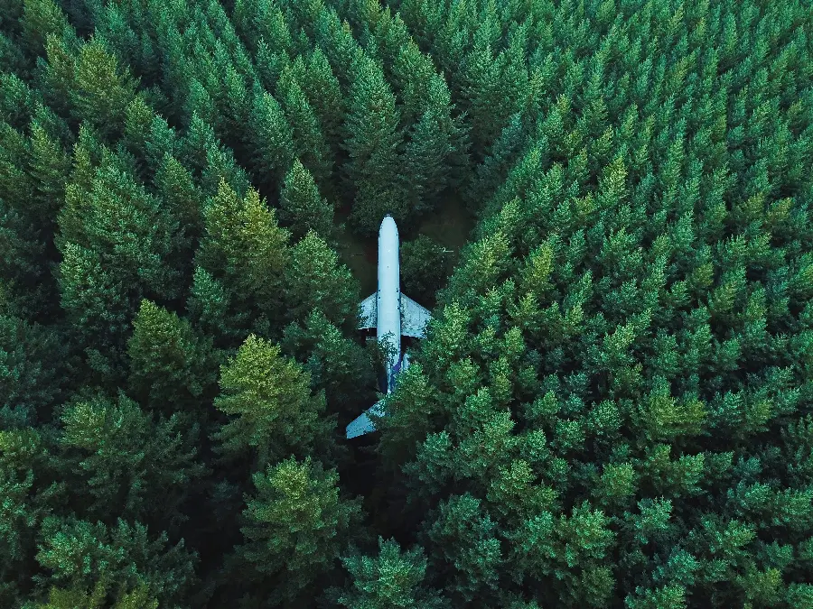 Download an interesting wallpaper of a plane flying in the middle of the forest with a very beautiful angle for Windows 11