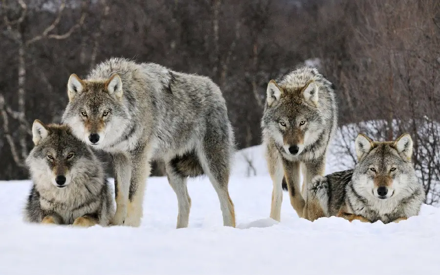 Download a beautiful photo of a wolf pack for background