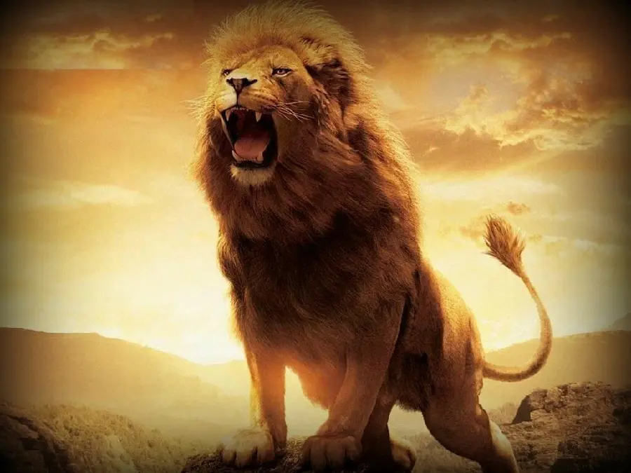 Wallpaper of angry male lion