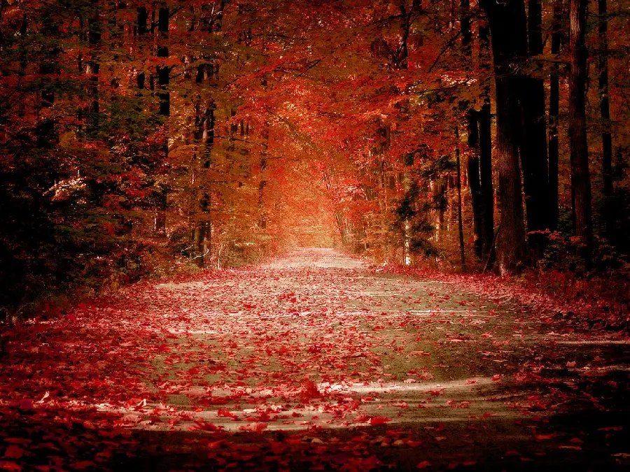 The most beautiful and dreamy autumn background for mobile