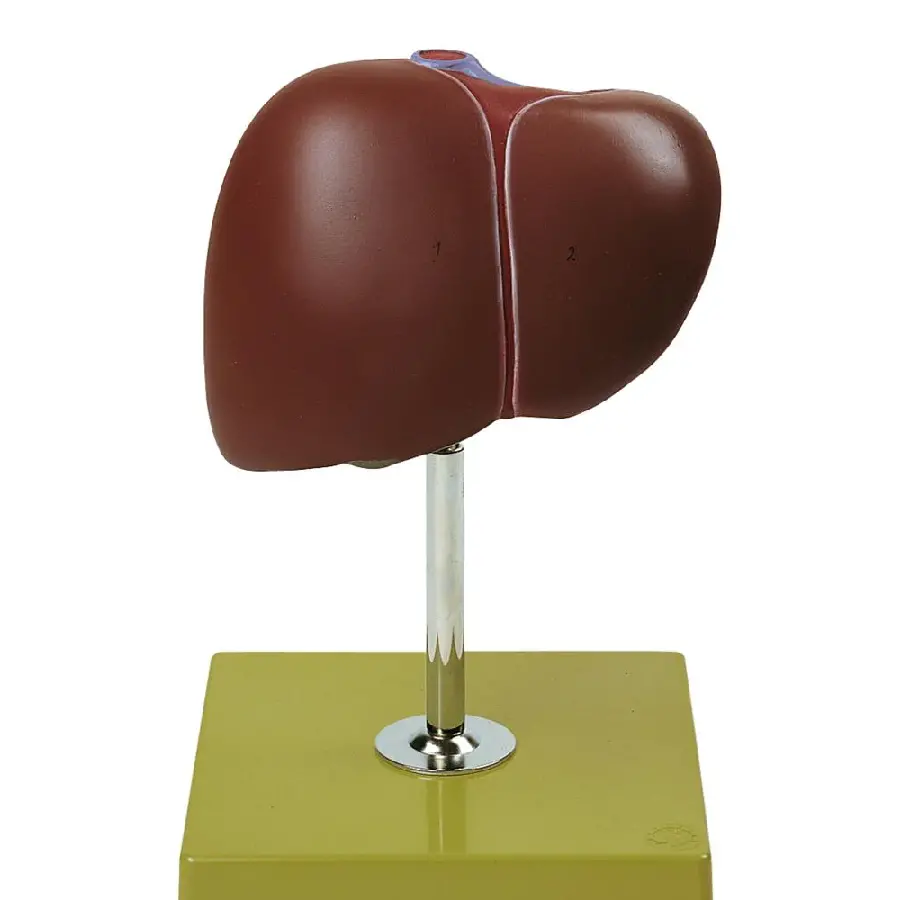 Photo of brown human liver for doctor's desk decor
