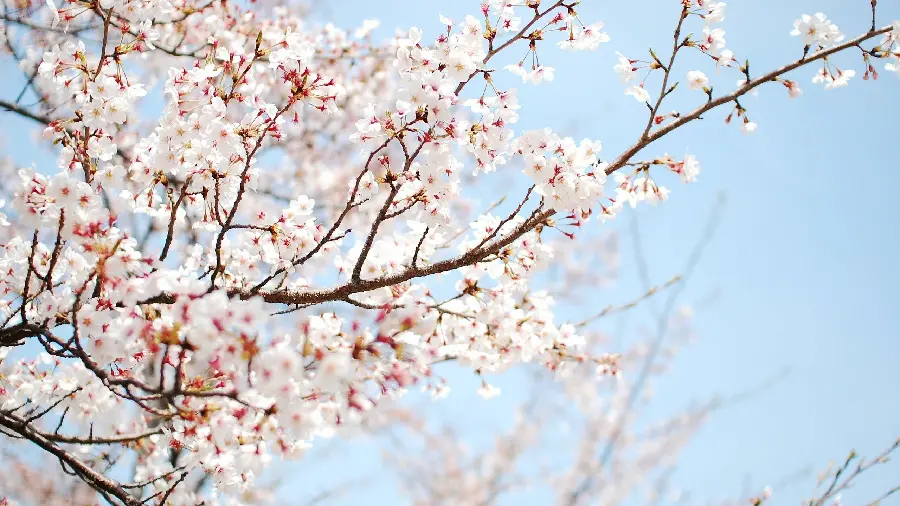 Beautiful photo of spring cherry blossoms in Iran