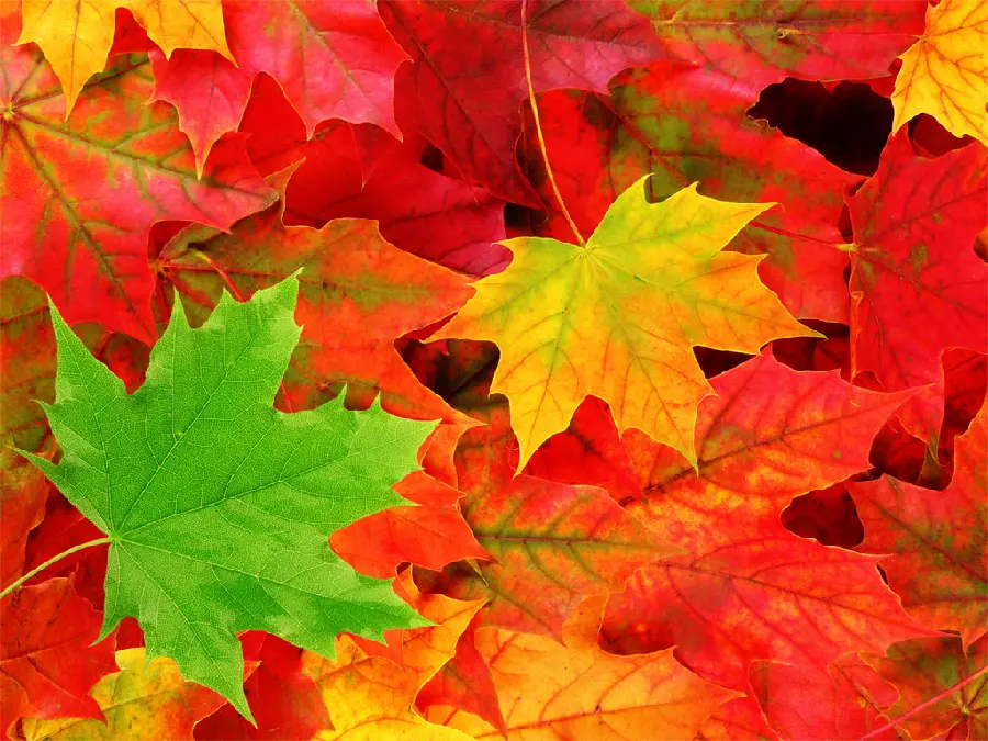 Beautiful autumn leaves wallpaper for your mobile phone in full HD quality