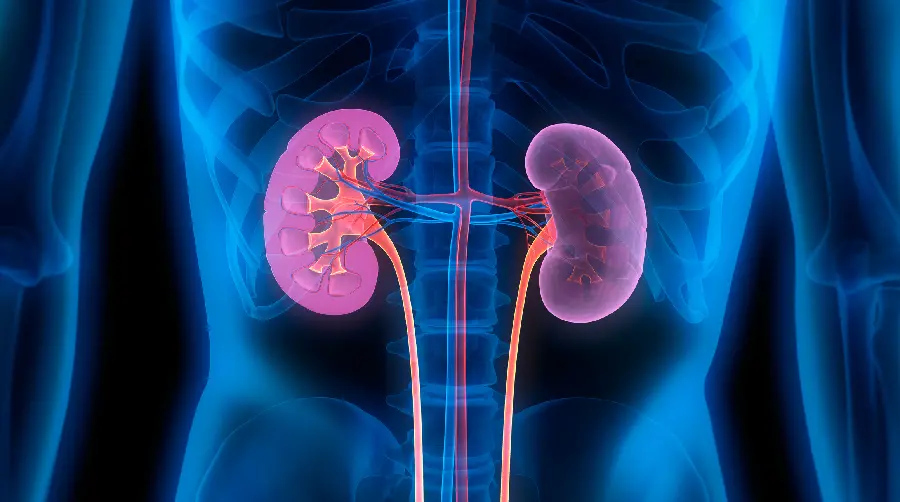 High quality real human kidney background