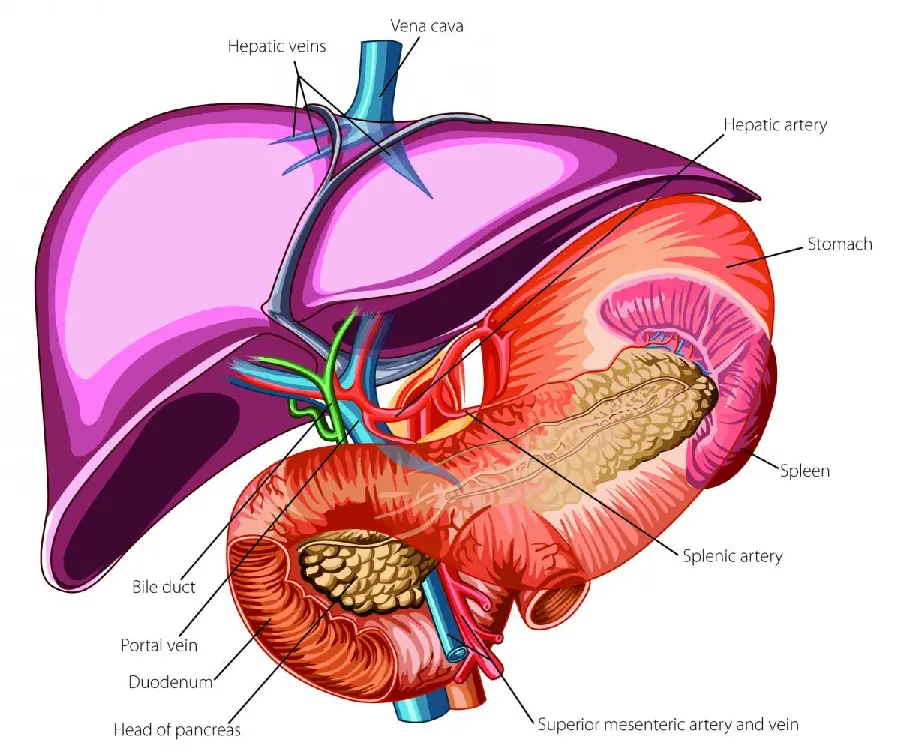 Human Liver Anatomy Photo with Explanations