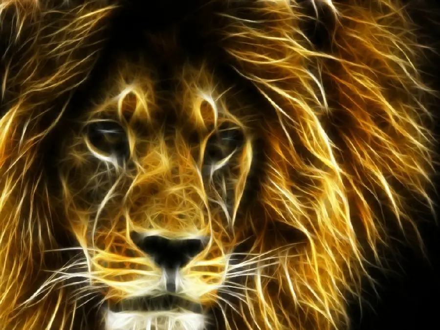 Close-up photo Male Lion