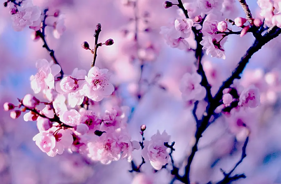 Photo of spring cherry blossoms for Windows 11 wallpaper