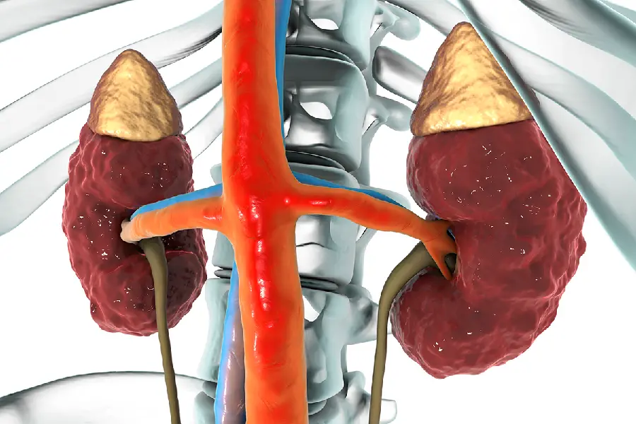 Human Kidneys Photo for Use in medical articles