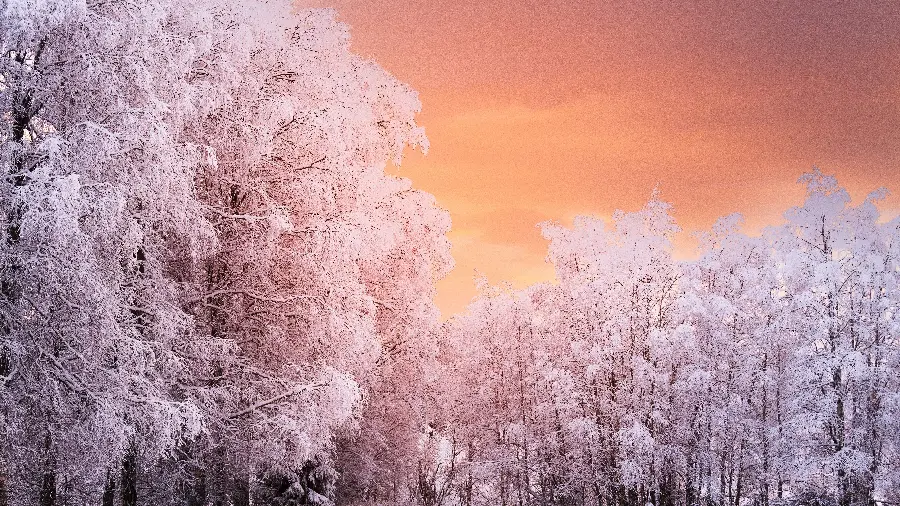 Download beautiful snow-covered trees wallpaper in winter for your computer