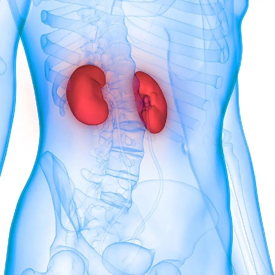 Image of the kidneys and their location in the human body