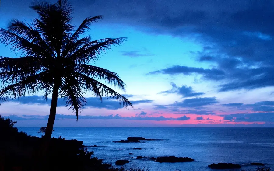 Ocean and palm tree profile photo for WhatsApp and Instagram