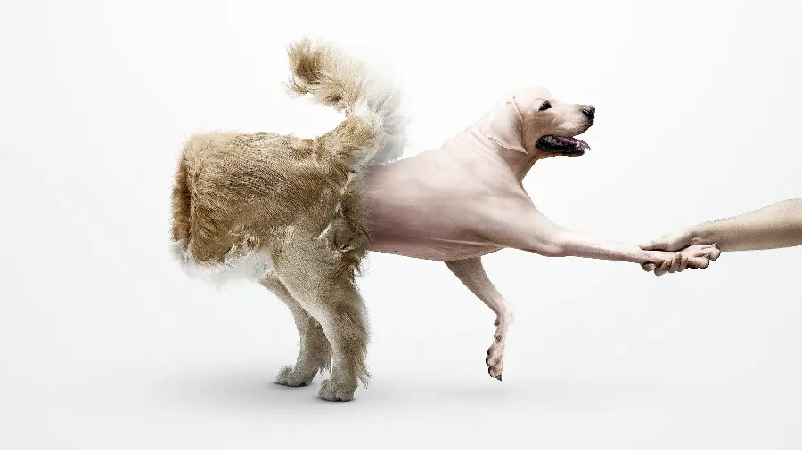 Interesting and meaningful image of friendship and closeness of dogs to humans