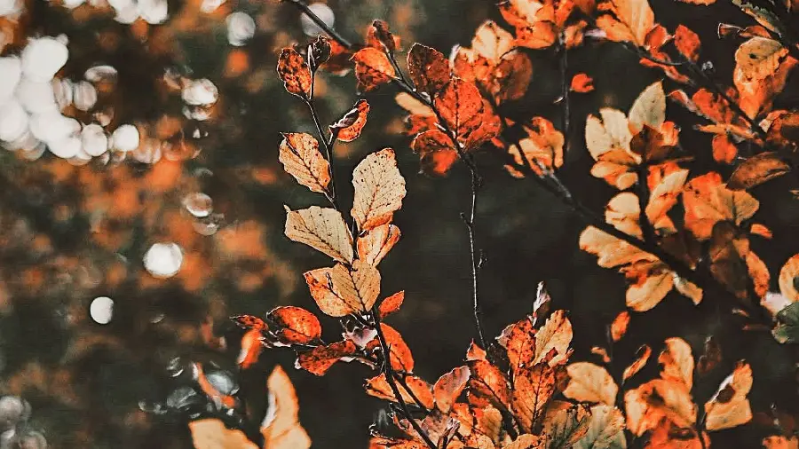 The most beautiful autumn photo of the season of beauty of colors with oak tree leaves in an autumn sunset