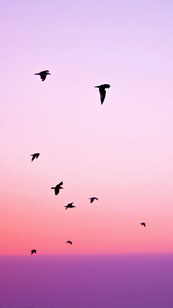 Download the original wallpaper of the iPhone 13 and 14 Pro Max with a bird design and beautiful colors of the sky
