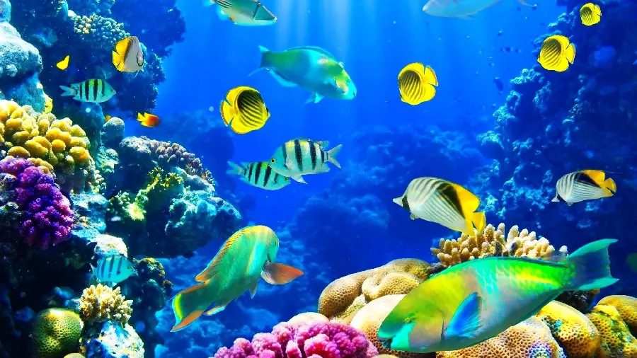 Free underwater stock photos for Photoshop backgrounds