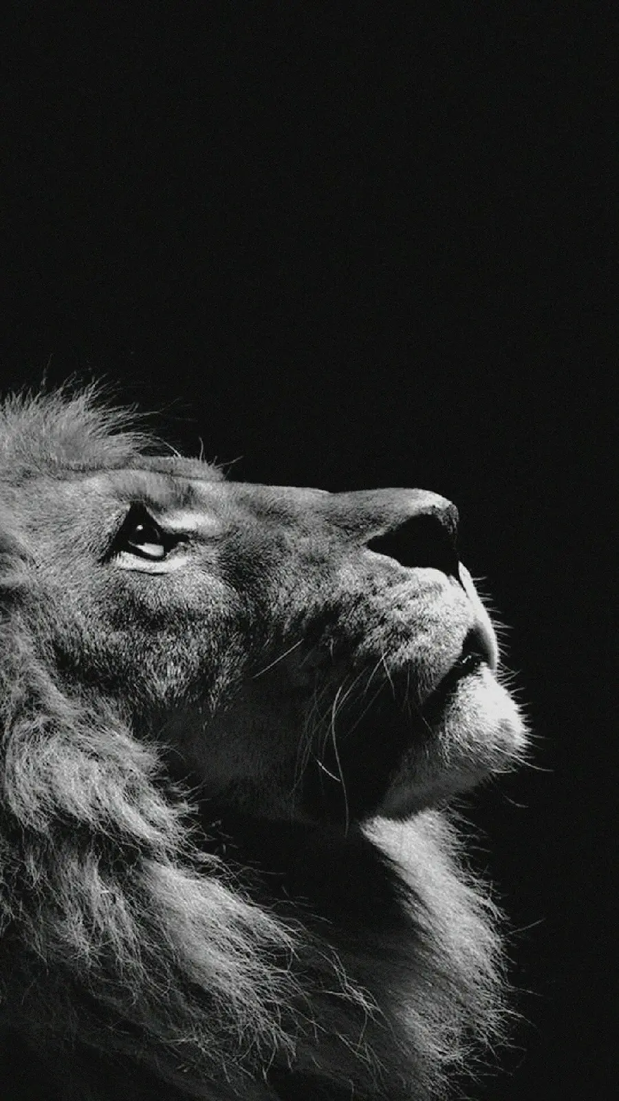 Lion King of the Jungle Photo with Black Background for iPhone 13 and 14 Background