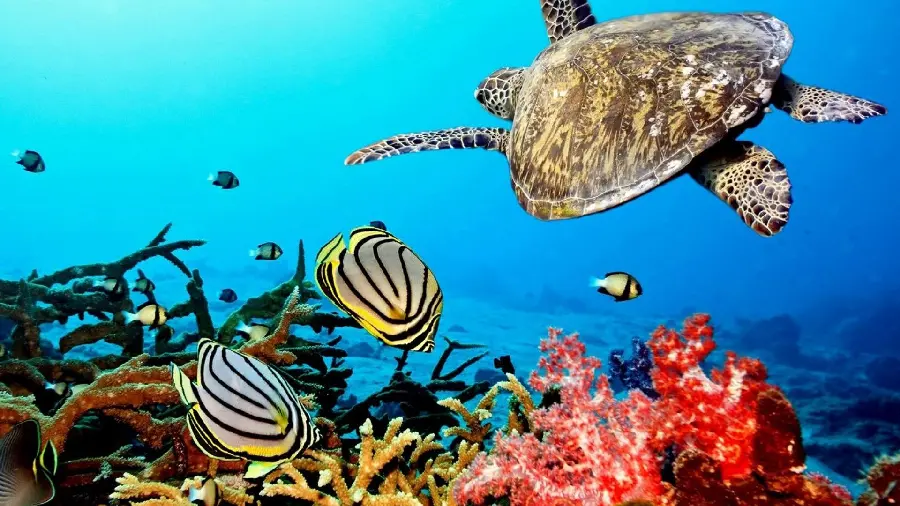 Seabed and red coral reef with fish