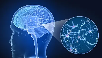 Photo of the brain and zooming in on a small part of it