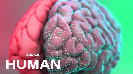 Photo of human brain