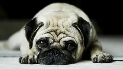Photo of a pug dog or a clown dog and a wrinkled face in high quality