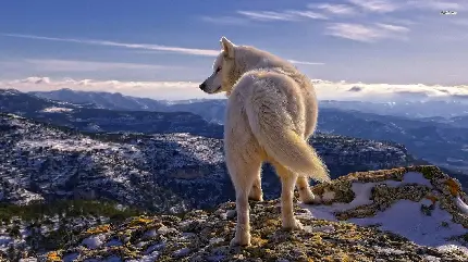 Photo of a white wolf in the landscapes of the North Pole