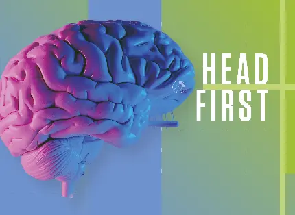 Photo of the human brain for neurologists' wallpaper