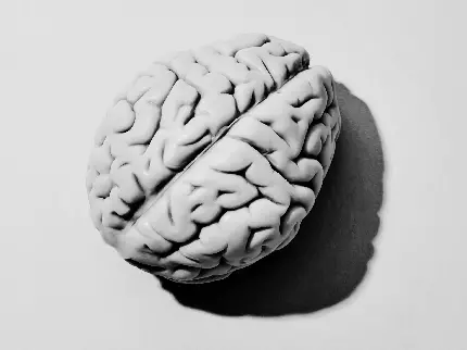 Photo of the human brain for printing on paper