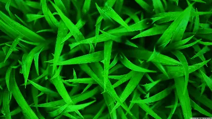 Download background and leather texture close up