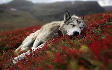 Extremely beautiful photo of a lovely sleeping wolf