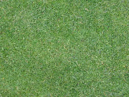 Beautiful image of grass material in 3ds max with super quality HD